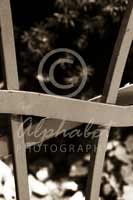 Alphabet® Photography Letter H                                          