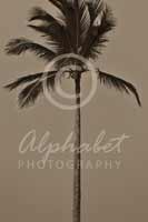 Alphabet® Photography Letter I                                          