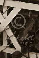 Alphabet® Photography Letter K                                          