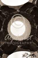 Alphabet® Photography Letter O                                          